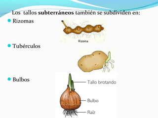 Los tallos subterráneos también se subdividen en:
Rizomas
Tubérculos
Bulbos
 