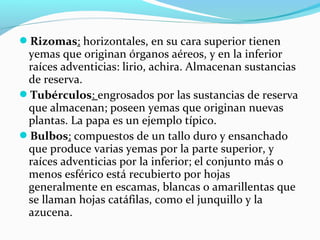 Rizomas: horizontales, en su cara superior tienen
yemas que originan órganos aéreos, y en la inferior
raíces adventicias: lirio, achira. Almacenan sustancias
de reserva.
Tubérculos: engrosados por las sustancias de reserva
que almacenan; poseen yemas que originan nuevas
plantas. La papa es un ejemplo típico.
Bulbos: compuestos de un tallo duro y ensanchado
que produce varias yemas por la parte superior, y
raíces adventicias por la inferior; el conjunto más o
menos esférico está recubierto por hojas
generalmente en escamas, blancas o amarillentas que
se llaman hojas catáfilas, como el junquillo y la
azucena.
 