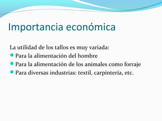 Importancia económica
La utilidad de los tallos es muy variada:
Para la alimentación del hombre
Para la alimentación de los animales como forraje
Para diversas industrias: textil, carpintería, etc.
 