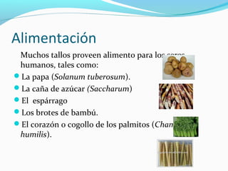 Alimentación
Muchos tallos proveen alimento para los seres 
humanos, tales como:
La papa (Solanum tuberosum).
La caña de azúcar (Saccharum)
El  espárrago 
Los brotes de bambú.
El corazón o cogollo de los palmitos (Chamaerops
humilis). 
 