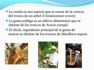 La canela es una especia que se extrae de la corteza 
del tronco de un árbol (Cinnamomum verum). 
La goma arábiga es un aditivo alimentario que se 
obtiene de los troncos de Acacia senegal.
El chicle, ingrediente principal de la goma de 
mascar se obtiene de los troncos de Manilkara zapota. 
 