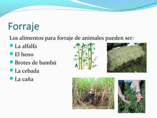 Forraje
Los alimentos para forraje de animales pueden ser:
La alfalfa
El heno
Brotes de bambú
La cebada
La caña
 
