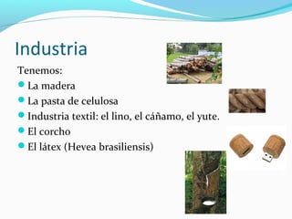Industria
Tenemos:
La madera
La pasta de celulosa 
Industria textil: el lino, el cáñamo, el yute.
El corcho
El látex (Hevea brasiliensis)
 