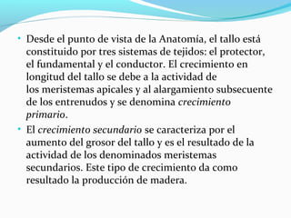 • Desde el punto de vista de la Anatomía, el tallo está
constituido por tres sistemas de tejidos: el protector,
el fundamental y el conductor. El crecimiento en
longitud del tallo se debe a la actividad de
los meristemas apicales y al alargamiento subsecuente
de los entrenudos y se denomina crecimiento
primario.
• El crecimiento secundario se caracteriza por el
aumento del grosor del tallo y es el resultado de la
actividad de los denominados meristemas
secundarios. Este tipo de crecimiento da como
resultado la producción de madera.
 