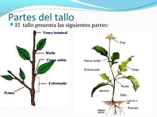 Partes del tallo
El tallo presenta las siguientes partes:
 