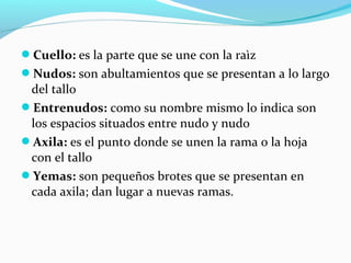 Cuello: es la parte que se une con la raìz
Nudos: son abultamientos que se presentan a lo largo
del tallo
Entrenudos: como su nombre mismo lo indica son
los espacios situados entre nudo y nudo
Axila: es el punto donde se unen la rama o la hoja
con el tallo
Yemas: son pequeños brotes que se presentan en
cada axila; dan lugar a nuevas ramas.
 