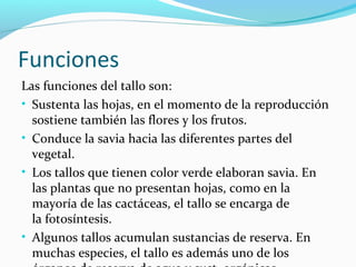 Funciones
Las funciones del tallo son:
• Sustenta las hojas, en el momento de la reproducción
sostiene también las flores y los frutos.
• Conduce la savia hacia las diferentes partes del
vegetal.
• Los tallos que tienen color verde elaboran savia. En
las plantas que no presentan hojas, como en la
mayoría de las cactáceas, el tallo se encarga de
la fotosíntesis.
• Algunos tallos acumulan sustancias de reserva. En
muchas especies, el tallo es además uno de los
 