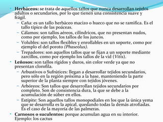 • Herbáceos: se trata de aquellos tallos que nunca desarrollan tejidos
adultos o secundarios, por lo que tienen una consistencia suave y
frágil.
– Caña: es un tallo herbáceo macizo o hueco que no se ramifica. Es el
tallo típico de las poáceas.
– Cálamos: son tallos aéreos, cilíndricos, que no presentan nudos,
como por ejemplo, los tallos de los juncos.
– Volubles: son tallos flexibles y enrollables en un soporte, como por
ejemplo el del poroto (Phaseolus).
– Trepadores: son aquellos tallos que se fijan a un soporte mediante
zarcillos, como por ejemplo los tallos de la vid (Vitis).
• Leñosos: son tallos rígidos y duros, sin color verde ya que no
presentan clorofila.
– Arbustivos o Sufrútices: llegan a desarrollar tejidos secundarios,
pero sólo en la región próxima a la base, manteniendo la parte
superior de la planta siempre con tejidos jóvenes.
– Arbóreos: Son tallos que desarrollan tejidos secundarios por
completo. Son de consistencia dura, la que se debe a la
acumulación de súber en ellos.
– Estípite: Son aquellos tallos monopodiales en los que la única yema
que se desarrolla es la apical, quedando todas la demás atrofiadas.
Es el caso de la mayoría de las palmeras.
• Carnosos o suculentos: porque acumulan agua en su interior.
Ejemplo: los cactus
 