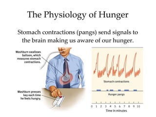 The Physiology of Hunger Stomach contractions (pangs) send signals to the brain making us aware of our hunger. 