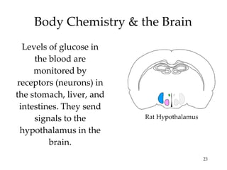 Body Chemistry & the Brain Levels of glucose in the blood are monitored by receptors (neurons) in the stomach, liver, and intestines. They send signals to the hypothalamus in the brain. Rat Hypothalamus 