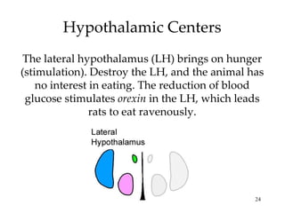 Hypothalamic Centers The lateral hypothalamus (LH) brings on hunger (stimulation). Destroy the LH, and the animal has no interest in eating. The reduction of blood glucose stimulates  orexin  in the LH, which leads rats to eat ravenously. 