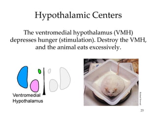 Hypothalamic Centers The ventromedial hypothalamus (VMH) depresses hunger (stimulation). Destroy the VMH, and the animal eats excessively. Richard Howard 