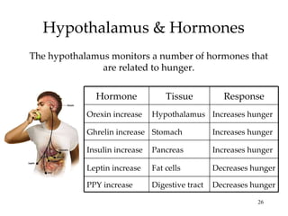 Hypothalamus & Hormones The hypothalamus monitors a number of hormones that are related to hunger. Hormone Tissue Response Orexin increase Hypothalamus Increases hunger Ghrelin increase Stomach Increases hunger Insulin increase Pancreas Increases hunger Leptin increase Fat cells Decreases hunger PPY increase Digestive tract Decreases hunger 
