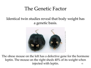 The Genetic Factor Identical twin studies reveal that body weight has a genetic basis. The obese mouse on the left has a defective gene for the hormone leptin. The mouse on the right sheds 40% of its weight when injected with leptin. Courtesy of John Soltis, The Rockefeller University, New York, NY 