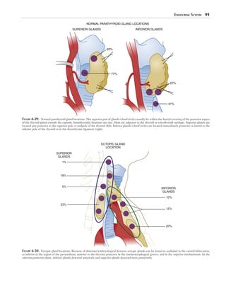Endocrine System  91
SUPERIOR GLANDS
NORMAL PARATHYROID GLAND LOCATIONS
INFERIOR GLANDS
22%
77%
57%
41%
Figure 6-29.  Normal parathyroid gland locations. The superior pair of glands (closed circles) usually lie within the fascial covering of the posterior aspect
of the thyroid gland outside the capsule. Intrathyroidal locations are rare. Most are adjacent to the thyroid or cricothyroid cartilage. Superior glands are
located just posterior to the superior pole or midpole of the thyroid (left). Inferior glands (closed circles) are located immediately posterior or lateral to the
inferior pole of the thyroid or in the thyrothymic ligament (right).
1%
18%
5%
33%
SUPERIOR
GLANDS
ECTOPIC GLAND
LOCATION
INFERIOR
GLANDS
10%
20%
12%
Figure 6-30.  Ectopic gland locations. Because of abnormal embryological descent, ectopic glands can be found as cephalad as the carotid bifurcation,
as inferior as the region of the pericardium, anterior to the thyroid, posterior in the tracheoesophageal groove, and in the superior mediastinum. In the
anterior-posterior plane, inferior glands descend anteriorly and superior glands descend more posteriorly.
 