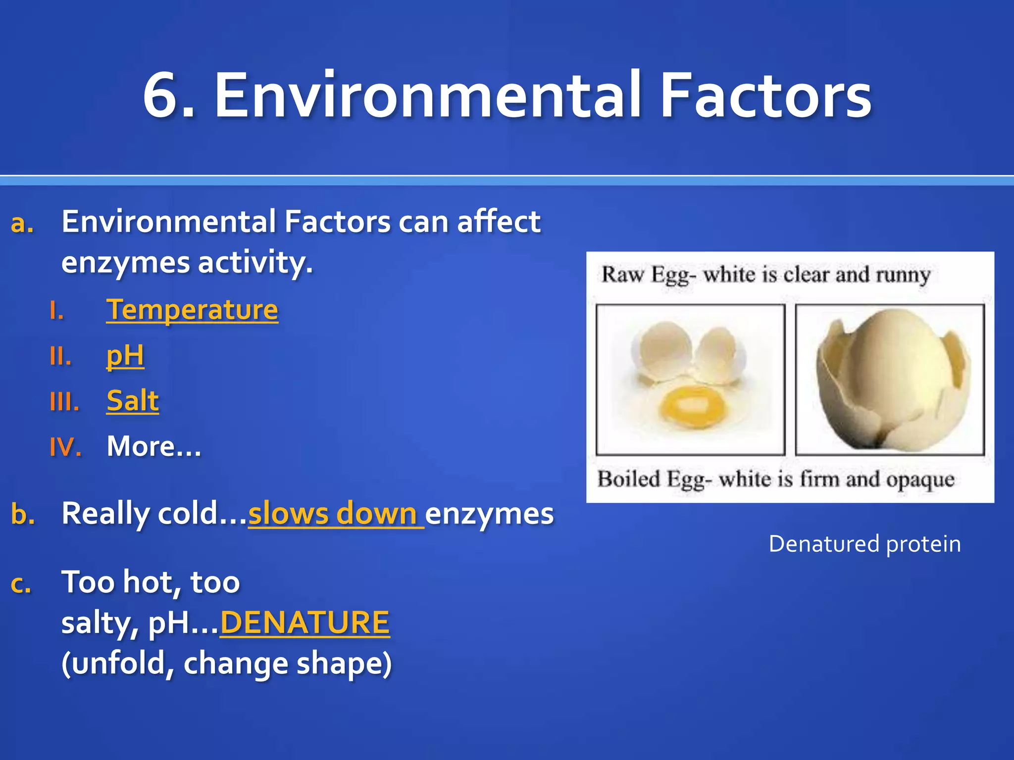 6. Environmental FactorsEnvironmental Factors can affect enzymes activity.TemperaturepHSaltMore…Really cold…slows down enzymesToo hot, too salty, pH…DENATURE (unfold, change shape)Denatured protein