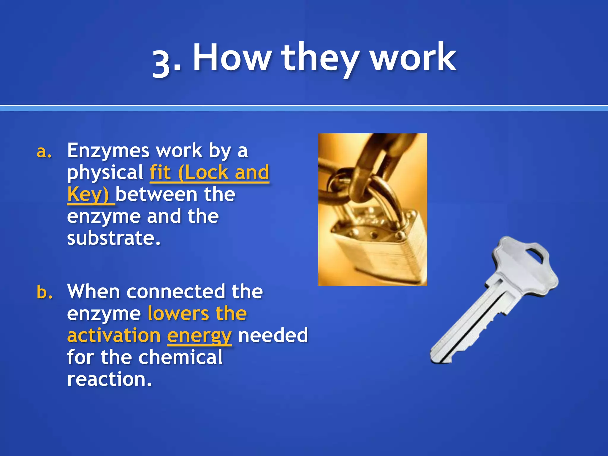 3. How they workEnzymes work by a physical fit (Lock and Key) between the enzyme and the substrate.When connected the enzyme lowers the activation energy needed for the chemical reaction.