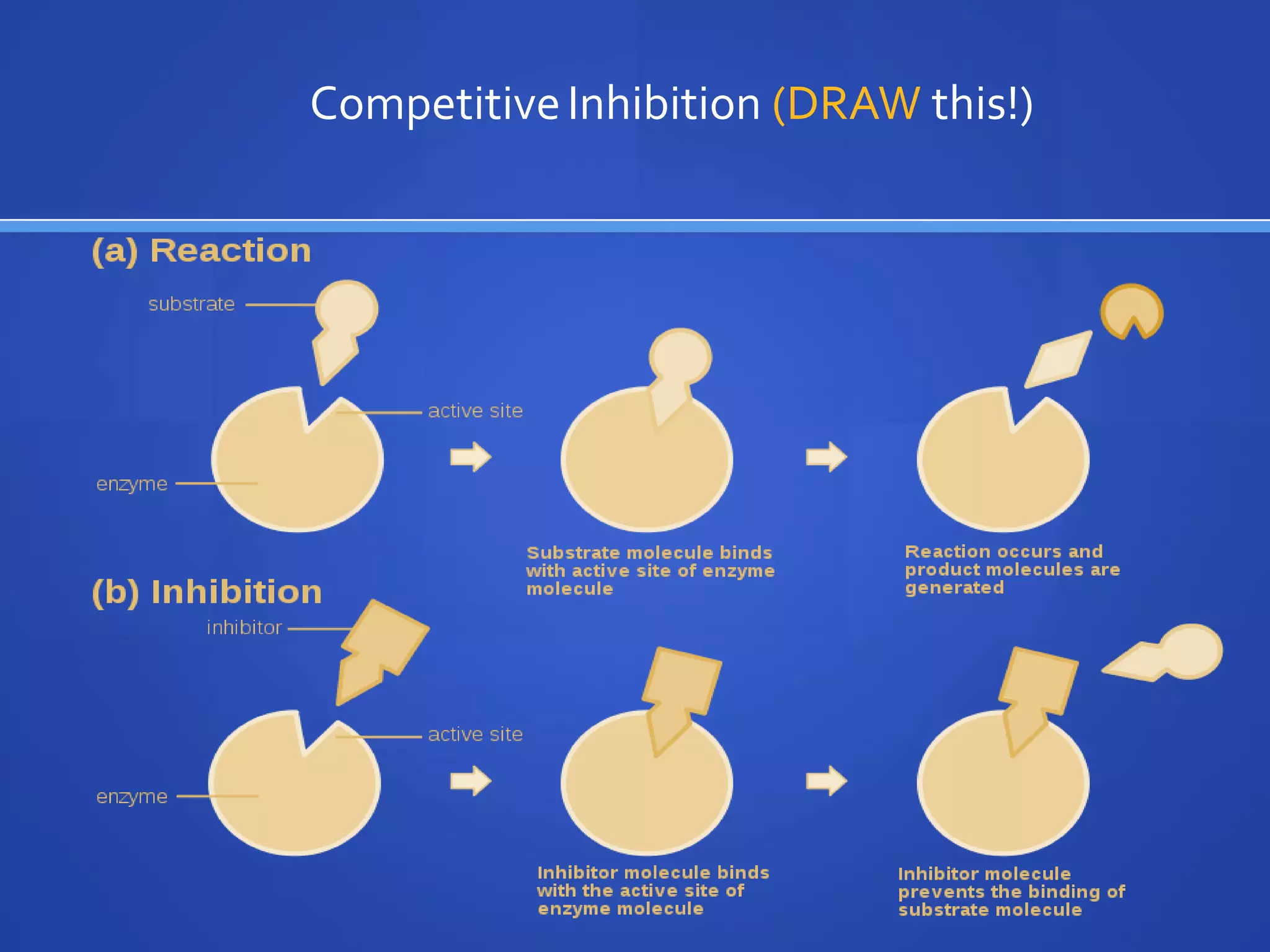 CompetitiveInhibition (DRAW this!)