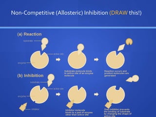 Non-Competitive (Allosteric) Inhibition (DRAW this!)