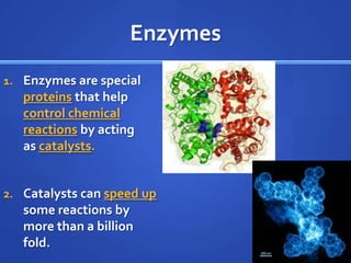 EnzymesEnzymes are special proteinsthat help control chemical reactionsby acting as catalysts.Catalysts can speed up some reactions by more than a billion fold. 