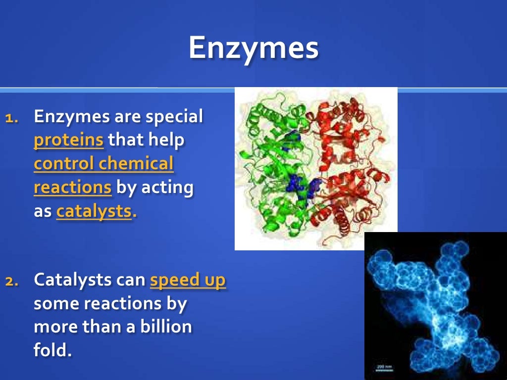 6 enzyme notes