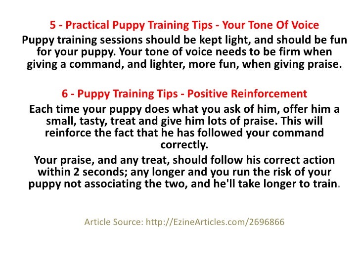 6 Essential Puppy Training Tips