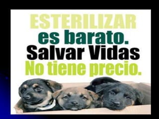 6  esterilización