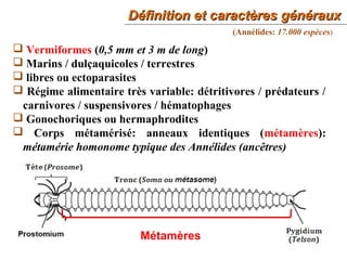 Définition et caractères générauxDéfinition et caractères généraux
3
 Vermiformes (0,5 mm et 3 m de long)
 Marins / dulçaquicoles / terrestres
 libres ou ectoparasites
 Régime alimentaire très variable: détritivores / prédateurs /
carnivores / suspensivores / hématophages
 Gonochoriques ou hermaphrodites
 Corps métamérisé: anneaux identiques (métamères):
métamérie homonome typique des Annélides (ancêtres)
(Annélides: 17.000 espèces)
Métamères
 