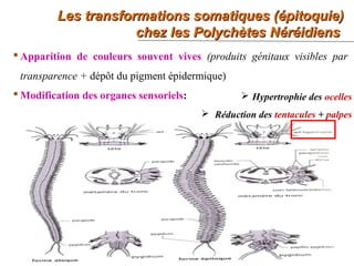 Les transformations somatiques (épitoquie)Les transformations somatiques (épitoquie)
chez les Polychètes Néréidienschez les Polychètes Néréidiens
41
 Apparition de couleurs souvent vives (produits génitaux visibles par
transparence + dépôt du pigment épidermique)
 Modification des organes sensoriels:  Hypertrophie des ocelles
 Réduction des tentacules + palpes
 