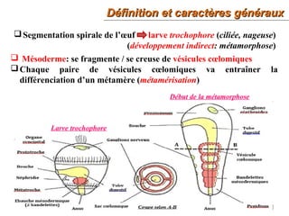 Définition et caractères générauxDéfinition et caractères généraux
5
Début de la métamorphose
Segmentation spirale de l’œuf larve trochophore (ciliée, nageuse)
(développement indirect: métamorphose)
 Mésoderme: se fragmente / se creuse de vésicules cœlomiques
Chaque paire de vésicules cœlomiques va entraîner la
différenciation d’un métamère (métamérisation)
Larve trochophore
 