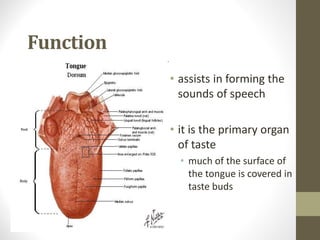 Function
• assists in forming the
sounds of speech
• it is the primary organ
of taste
• much of the surface of
the tongue is covered in
taste buds
 
