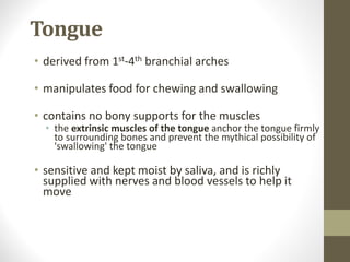 Tongue
• derived from 1st-4th branchial arches
• manipulates food for chewing and swallowing
• contains no bony supports for the muscles
• the extrinsic muscles of the tongue anchor the tongue firmly
to surrounding bones and prevent the mythical possibility of
'swallowing' the tongue
• sensitive and kept moist by saliva, and is richly
supplied with nerves and blood vessels to help it
move
 