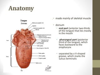 Anatomy
• made mainly of skeletal muscle
• dorsum
• oral part (anterior two-thirds
of the tongue) that lies mostly
in the mouth
• pharyngeal part (posterior
third of the tongue), which
faces backward to the
oropharynx
• separated by a V-shaped
groove, which marks the
sulcus terminalis
 