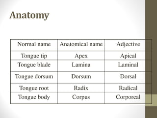 Anatomy
Normal name Anatomical name Adjective
Tongue tip Apex Apical
Tongue blade Lamina Laminal
Tongue dorsum Dorsum Dorsal
Tongue root Radix Radical
Tongue body Corpus Corporeal
 