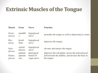 Muscle From Nerve Function
Genio-
glossus
mandibl
e
hypoglossal
nerve
protrudes the tongue as well as depressing its center.
Hyo-
glosus
hyoid
bone
hypoglossal
nerve
depresses the tongue.
Stylo-
glossus
styloid
process
hypoglossal
nerve
elevates and retracts the tongue.
Palato-
glossus
palatine
aponeur
osis
pharyngeal
branch of
vagus nerve
depresses the soft palate, moves the palatoglossal
fold towards the midline, and elevates the back of
the tongue.
Extrinsic Muscles of the Tongue
 