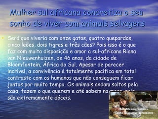 Mulher sul africana concretiza o seu sonho   de viver com animais selvagens Será que viveria com onze gatos, quatro quepardos, cinco leões, dois tigres e três cães? Pois isso é o que faz com muita disposição e amor a sul-africana Riana van Nieuwenhuizen, de 46 anos, da cidade de Bloemfontein, África do Sul. Apesar de parecer incrível, a convivência é totalmente pacífica em total contraste com os humanos que não conseguem ficar juntos por muito tempo. Os animais andam soltos pela casa, fazem o que querem e até sobem na mesa, pois são extremamente dóceis. 