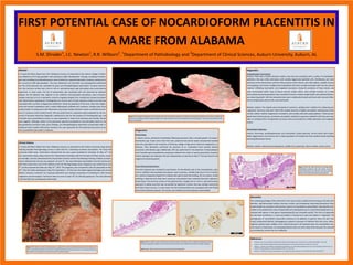 FIRST POTENTIAL CASE OF NOCARDIOFORM PLACENTITIS IN
A MARE FROM ALABAMA
S.M. Shrader1
, J.C. Newton1
, R.R. Wilborn2
. 1
Department of Pathobiology and 2
Department of Clinical Sciences, Auburn University, Auburn, AL
Clinical History
A 14-year-old Warm Blood mare from Tallapoosa County, AL presented to the Auburn University Large Animal
Teaching Hospital Theriogenology service in April 2012 for a breeding soundness examination. The horse had
previously foaled twice. Examination indicated that she was a good candidate for breeding. On May 14th
, she
was inseminated using a deep uterine horn insemination technique with the first dose of frozen semen, ovulat-
ed overnight, and was administered the second dose of frozen semen the following morning. A follow-up exami-
nation indicated that she was not pregnant. On June 4th
, she was artificially inseminated in the left uterine horn
with fresh semen from one of the stallions at the AU Theriogenology center. Pregnancy was confirmed on July
9th
and the expected due date was May 31st
, 2013. The pregnancy was unenventful until she presented on Mar
26th
, 2013 for udder development (day 275 of gestation). At that time she lacked vaginal discharge and cervical
dilation; however, treatment for suspected placentitis was initiated (consisting of trimethoprim sulfa, flunixin
meglamine and altrenogest). Premature labor occurred on April 10th
(at 290 days gestation). The mare delivered
a live foal (that was subsequently euthanized).
Discussion
The underlying etiology of the chorionitis in this case remains undetermined; however, the late-term
abortion, well-demarcated avillous chorionic surface and intralesional branching filamentous Gram
positive bacilli are consistent with previous reports of nocardioform placentitis[1]. Nocardioform pla-
centitis is the predominant cause of placentitis and reproductive loss in central Kentucky[2] and is as-
sociated with species in the genus Amycolatopsis[3] and Crossiella equi[4]. This form of placentitis
has also been confirmed in a mare and stallion in Florida and a mare and stallion in Virginia[1]. The
pathogenesis of nocardioform placentitis continues to be debated. In general, there are two main
routes of placental infection: hematogenous spread or ascension of infection from the cervix. Hema-
togenous spread seems unlikely in this instance because in all reported cases, the nocardioform bac-
teria result in a focal lesion. An ascending infection does not seem likely either because the microvilli
surrounding the cervical star are unaffected.
Abstract
A 14-year-old Warm Blood mare from Tallapoosa County, AL presented to the Auburn College of Veteri-
nary Medicine at 275 days gestation with premature udder development. Therapy, consisting of altreno-
gest and trimethoprim/sulfamethoxazole, were initiated for suspected placentitis; however, premature la-
bor occurred at 290 days gestation. The mare delivered a live foal (that was subsequently euthanized)
and the entire placenta was submitted for gross and histopathological examination. On gross examina-
tion, the chorionic surface had a 30-cm x 40-cm, well-demarcated, pale pink-yellow area surrounded by
hyperemia. In some areas, the line of demarcation was associated with and obscured by yellowish
plaques. On the allantoic side, adjacent to the umbilical cord-associated vasculature, were numerous,
variably sized (up to 9-cm in diameter), ovoid to irregularly shaped, firm, mottled red nodules (consistent
with adenomatous hyperplasia). Histologically, the chorion had a focally extensive avillous area that was
associated with a surface of degenerate epithelium. Along the periphery of this area, there were degen-
erate and necrotic trophoblasts with a mixed inflammatory infiltrate and numerous, variably sized, Gram
positive bacilli, including some with filamentous branching. Aerobic bacterial cultures confirmed the pres-
ence of numerous Gram positive bacilli. PCR was performed on a placental swab (submitted to the Uni-
versity of Kentucky Veterinary Diagnostic Laboratory) to test for the presence of Amycolatopsis spp. and
Crossiella equi (nocardioforms known to cause placentitis in mares from Kentucky and Florida). Results
were negative. Although neither of the previously reported nocardioforms was identified, based on the
late gestational premature labor, gross findings, and histopathological observation of placentitis with in-
tralesional Gram positive filamentous bacteria, this case represents the first potential occurrence of eq-
uine nocardioform placentitis in Alabama. Diagnostics
Bacteriology:
A uterine culture, performed immediately following premature labor, revealed growth of unspeci-
fied Bacillus spp. Frozen serum from the mare, placental and uterine swabs and placental exudate
were also submitted to the University of Kentucky College of Agriculture Veterinary Diagnostics La-
boratory. Their laboratory confirmed the presence of an unclassified Gram positive bacillus
(consistent with Bacillus spp). Additionally, PCR was performed for the detection of Amycolatopsis
and Crossiella equi (nocardioforms previously isolated from cases of equine placentitis); however,
neither pathogen was detected. She was subsequently re-cultured on May 3rd
and was found to be
negative for bacterial growth.
Gross Placental Examination:
The entire placenta was received for examination. On the allantoic side of the chorioallantois, adja-
cent to umbilical cord-associated vasculature, were numerous, variably sized (up to 9-cm in diame-
ter), ovoid to irregularly shaped, firm nodules with pale to dark red mottling. On cut surface, similar
mottling is observed and there were numerous microcavities that contained flocculent yellowish-
brown liquid. The chorionic surface of the placenta had a roughly 30-cm x 40-cm, well-demarcated,
pale-pink to yellow area that was surrounded by hyperemic chorion that was variably covered by
thick dark brown mucous. In some areas, the line of demarcation was associated with and focally
obscured by yellowish plaques. The amnion and umbilical cord were grossly unremarkable.
Figure 1: Gross image of the placenta. On the allantoic side of the chorioallantois, adjacent to umbilical cord-associated vasculature, are numerous, variably sized
(up to 9-cm in diameter), ovoid to irregularly shaped, firm nodules with pale to dark red mottling (adenomatous hyperplasia). The amnion and umbilical cord are
grossly unremarkable.
Figure 2: The chorionic surface of the placenta has a roughly 30-cm x 40-cm, well-demarcated, pale-pink to yellow area
that is surrounded by hyperemic chorion that is variably covered by thick dark brown mucous. In some areas, the line of
demarcation is associated with and focally obscured by yellowish plaques.
Figure 3 (left, 2x, H&E): Junction of the villous and avillous chorion. The avillous area is composed of edematous and de-
generate trophoblastic epithelium with few villi that are blunted and fused. Adjacent intact villi are markedly congested.
Figure 4 (right, 100x oil, Gram): Gram positive filamentous branching bacilli.
Figure 5 (left, 20x, H&E): Edematous and degenerate
trophoblastic epithelium with villus edema, necrosis,
mixed inflammatory cell infiltrates and Gram positive
bacteria that include filamentous branching bacilli.
Diagnostics
Histopathologic Examination:
Chorion: There was a focally extensive avillous area that was associated with a surface of trophoblastic
epithelium that was mildly edematous with variably degenerate epithelial cells. Multifocally, and more
prominent at the demarcation with the villous portion of the chorion, was villus edema, variable necrosis
and sloughing, and islands of degenerate trophoblasts that were variably associated with necrotic cellular
material, infiltrating neutrophils, and congested vasculature. Along the periphery of these islands, and
more concentrated within areas of dense necrotic cellular debris, were variable numbers of a mixed
Gram positive bacterial population that consisted of small to medium length bacilli and scattered filamen-
tous branching bacilli. Villi that remained intact were multifocally blunted and fused with stromal infiltra-
tion by lymphocytes, plasma cells, and neutrophils.
Allantoic nodules: The nodules were composed of numerous, variably sized, multifocal to coalescing cyst-
ic glandular structures that were filled with variable amounts of lightly eosinophilic proteinaceous fluid,
necrotic cellular material, degenerate neutrophils, and variably sized dark purple globules. These pseudo-
glands were lined by plump, sometimes vacuolated, cuboidal to squamous epithelial cells that were typi-
cally 1-3 cell layers thick. The glandular structures were surrounded by a mildly edematous and congested
stroma.
Morphologic Diagnoses:
Chorion: Chorionitis, lymphoplasmacytic and neutrophilic, focally extensive, chronic-active with tropho-
blastic degeneration and necrosis and a mixed population of intralesional Gram positive bacilli (including
branching filamentous forms)
Allantoic nodules: Adenomatous hyperplasia, multifocal to coalescing, mild to marked, chronic-active
References
1. Christensen, B.W., et al., Nocardioform placentitis with isolation of Amycolatopsis spp in a Florida-bred mare. JAVMA, 2006. 228(8): p. 1234-1239.
2. Donahue, J. and N. Williams, Emergent causes of placentitis and abortion. Vet Clin North Am Equine Pract, 2000. 16: p. 443-456.
3. Labeda, D., J. Donahue, and N. Williams, Amycolatopsis kentuckyensis sp. nov., Amycolatopsis lexingtonensis sp. nov. and Amycolatopsis pretoriensis sp. nov.,
isolated from equine placentas. Int J Syst Evol Microbiol, 2003. 53: p. 1601-1605.
4. Donahue, J., N. Williams, and S. Sells, Crossiella equi sp. nov., isolated from equine placentas. Int J Syst Evol Microbiol, 2002. 52(2169-2173).
 