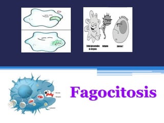 Fagocitosis
 