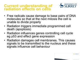Current understanding of  radiation effects on cells Free radicals cause damage to base pairs of DNA molecules so that at the next mitosis the cell is unable to divide properly Radiation triggers immediate programmed cell death (apoptosis) Radiation influences genes controlling cell cycle eg p53 and effect gene expression Radiation damages cell membranes. This causes signals to be transmitted to the nucleus and these signals influence cell behaviour 