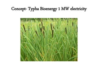 Concept- Typha Bioenergy 1 MW electricity
 