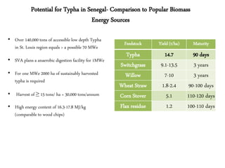 Potential for Typha in Senegal- Comparison to Popular Biomass
                                    Energy Sources

• Over 140,000 tons of accessible low depth Typha
                                                        Feedstock    Yield (t/ha)     Maturity
  in St. Louis region equals > a possible 70 MWe
                                                         Typha          14.7           90 days
• SVA plans a anaerobic digestion facility for 1MWe
                                                      Switchgrass     9.1-13.5         3 years
• For one MWe 2000 ha of sustainably harvested          Willow          7-10           3 years
  typha is required
                                                      Wheat Straw      1.8-2.4       90-100 days
• Harvest of ≥ 15 tons/ ha = 30,000 tons/annum        Corn Stover        5.1        110-120 days
• High energy content of 16.3-17.8 MJ/kg              Flax residue       1.2        100-110 days
  (comparable to wood chips)
 