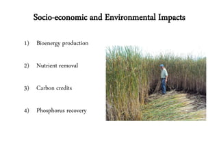 Socio-economic and Environmental Impacts

1) Bioenergy production

2) Nutrient removal

3) Carbon credits

4) Phosphorus recovery
 