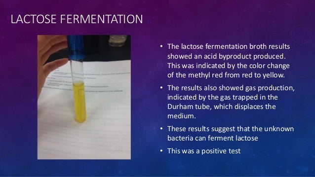 lactose fermentation