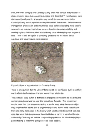17
sites, but whilst surveying the Conesby Quarry site it was obvious that predation is
also a problem, as on two occasions damaged and discarded V. vanellus eggs were
discovered (see figure 5). V. vanellus may benefit from an exclosure trial on
Conesby Quarry as is it experiences very little human disturbance. Other beneficial
management practises on all the OMH sites could include excavating more shallow
scrapes to aid foraging, invertebrate surveys to determine prey availability and
warning signs to inform the public about nesting birds and keeping their dogs on a
lead. There is also the option of controlling predators but this raises ethical
questions and would require more research.
Figure 5. Signs of egg predation on Conesby Quarry.
There is an argument that the Glebe Pit site should not be included but it is an OMH
and it reflects the fluctuations that can happen from site to site.
This particular study suffers a distinct lack of papers and research so it is difficult to
compare results and year on year bird populations fluctuate. This project may
require more than one seasons surveying, a similar study along the same subject
may acquire better results over a longer time span and across more seasons and
there are many more areas in this locality which would add to the current collected
data, this would help to understand how OMH plays a part in V. vanellus lifecycle.
Additionally OMH may not harbour comparable populations but it could help play a
part in helping to widen the gene pool of red-listed species.
 