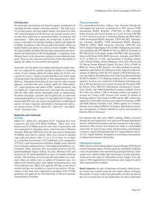 Introduction
Normal kidney development and function requires coordinated cell
signalling through complex molecular pathways1
. The Eph recep-
tor tyrosine kinases and their ephrin ligands, best known for their
role in the development of the nervous and vascular systems, have
recently been implicated in mammalian kidney development and
maintenance2–4
. Ephs and ephrins are divided into A and B sub-
classes, with ephrin-As typically binding to EphAs and ephrin-Bs
to EphBs. Exceptions to this rule are ephrin-B2 and B3, which can
bind to EphA4, and ephrin-A5, which can bind to EphB25,6
. Within
the kidney, EphBs and ephrin-Bs have been implicated in the devel-
opment and maintenance of the slit diaphragm2
, a component of the
filtration barrier in the glomerulus, and also in renal tubule develop-
ment4
. However, the expression and function of the other family of
ligands, the ephrin-As, has not been investigated.
A possible role for ephrin-As in kidney development and/or func-
tion was suggested by sporadic unexpected deaths in a breeding
colony of mice lacking ephrin-A2 and/or ephrin-A5 (6.25% over
a period of 4 years). Autopsy revealed that these mice had a single
remaining kidney that had partially or fully degenerated to a fluid-
filled sac. Subsequent dissections of mice used for other research
purposes confirmed that mice lacking ephrin-A5 (both ephrin-
A5-/-
single knockouts and ephrin-A2A5-/-
double knockouts, but
not ephrin-A2-/-
single knockout mice) often had only one kidney
with the other either absent, abnormally small, or degenerating.
To further investigate a possible role for ephrin-A5, we performed
immunohistochemistry for ephrin-A2 and ephrin-A5 in kidneys of
normal adult WT mice and carried out quantitative morphological
analysis of renal corpuscles and tubules in haematoxylin and eo-
sin stained sections of WT, ephrin-A2-/-
, ephrin-A5-/-
and ephrin-
A2A5-/-
(knockout) mice.
Materials and methods
Animals
Ephrin-A2-/-
, ephrin-A5-/-
and ephrin-A2A5-/-
knockout mice were
a generous gift from Prof David Feldheim7
. These mice were
backcrossed to C57Bl/6j strain for more than 13 generations and
were maintained in a breeding colony at the University of Western
Australia. Wild-type (WT) mice from the same genetic background
(C57Bl/6j) were used as controls. Mice were housed in standard
cages with clear plastic walls (17 cm × 19 cm base, 16 cm high)
in a controlled environment (12/12 light/dark cycle; temperature
22°C±2°C) with food and water ad libitum. Kidneys were collected
from terminally euthanased mice (160 mg/kg pentobarbitone, i.p.;
Lethabarb, Virbac Australia) after transcardial perfusion with 4%
paraformaldehyde (Sigma Aldrich, St Louis, Montana USA) and
preserved in 4% paraformaldehyde for up to 24 months following
sacrifice. The histology of renal corpuscles and tubules was exam-
ined within one kidney from six ephrin-A5 knockout mice, five
ephrin-A2A5 knockout mice, three ephrin-A2 knockout mice, and
seven wild type mice. Mice were aged 50–189 days at the time of
sacrifice and age was included as a factor in our analysis. All pro-
cedures in this study were conducted in accordance with US NIH
guidelines and approved by The University of Western Australia
Animal Ethics Committee.
Tissue preparation
For immunohistochemistry, kidneys were dissected through the
mid-sagittal line and were cryopreserved in 30% sucrose (VWR
international BVBA, Belgium, 27480.360) in PBS overnight
before freezing and cryosectioning on a Leica Cryostat CM1900
at -19°C. Sections were cut at 30 µm free-floating into PBS (NaCl,
VWR international BVBA, Belgium, 27810.364, KCl, Chemsup-
ply, Australia, Na2
HPO4
, VWR international BVBA, Belgium,
28026.36, H2
PO4
, BDH chemicals, Australia, 10203.4B) with
0.02% SodiumAzide (Sigma, USA, S-2002). Endogenous peroxidises
were quenched with 10% MeOH-3% H2
O2
in PBS for 20 minutes at
RT, followed by 2×10 minute washes with PBS. Cells were permea-
bilised with Triton-X100 (BDH chemicals, Australia, prod 30632)
(0.3% in PBS) for 15 min, and incubated in blocking solution
(10% Normal Donkey Serum (Millipore, USA, S30–100 ml) and
5% Bovine Serum Albumin (Sigma, St Louis, USA, A-7888) in
PBS) for 3 hours at RT. Sections were then incubated in primary
antibodies (anti-Ephrin-A2 rabbit polyclonal, Santa Cruz Biotech-
nologies (California, USA) SC-912, diluted 1:200 in blocking solu-
tion; anti-Ephrin-A5 rabbit polyclonal, Santa Cruz Biotechnologies
SC-20722 diluted 1:75 in blocking solution) at 4ºC overnight with
agitation. Sections were washed for 3×10 minutes in blocking solu-
tion at RT and detection was carried out using the Vectastain ABC
kit (Vector, USA, PK6101) following the manufacturer’s instruc-
tions. Briefly, anti–rabbit-biotinylated secondary antibody (Vector
BA-1100) was diluted 1:300 in blocking solution and applied to
sections for 3 hours at RT. Sections were washed 10 minutes in
blocking solution, 3×10 minutes in PBS and the ABC solution was
applied for 1 hour at RT. Sections were washed 3×10 minutes in PBS
and DAB (Thermo Scientific, USA, 34065) applied for 3 minutes.
Sections were washed in PBS for 10 minutes, dehydrated in increas-
ing concentrations of ethanol, defatted in xylene and mounted in
Entellan (Merck, Germany).
For haematoxylin and eosin (H&E) staining, kidneys dissected
through the mid-sagittal line were processed through dehydration
and wax infiltration procedures and then sectioned at 6 µm using a
microtome. Wax sections were floated onto slides in a hot distilled
water bath, de-waxed using xylene and decreasing concentrations
of ethanol, stained with haematoxylin (2%; Sigma Aldrich) and eo-
sin (1%; Sigma Aldrich), dehydrated in increasing concentrations
of ethanol and mounted with Entellan.
Histological analyses
H&E stained sections photographed using an Olympus DP70 digital
camera. Structural aspects of renal corpuscles and tubules within the
cortex of each kidney were measured using ImageJ software. Three
images were captured under light microscopy at evenly spaced po-
sitions across the cortex of each kidney section. Images were cap-
tured at 100× magnification for examining renal corpuscles and at
400× magnification for tubules.
Renal corpuscles: In order to determine cell density within glomer-
uli, nuclei were counted using the cell counter add-on in ImageJ.
The number of nuclei within each glomerulus was then divided by
the cross-sectional area of each glomerulus. In order to determine
Page 3 of 7
F1000Research 2013, null:null Last updated: 09 OCT 2013
 
