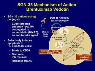 SGN-35 Mechanism of Action:
Brentuximab Vedotin
• SGN-35 antibody-drug
conjugate
– CD30-targeted
antibody (cAC10)
conjugated to
an auristatin (MMAE),
an anti-tubulin agent
• Selectively induces
apoptosis in
HL and ALCL cells:
– Binds to CD30
– Becomes
internalized
– Releases MMAE
-
-
ADC traffics to
lysosome
Enzymatic
linker cleavage
releases MMAE
from ADC
MMAE binds
tubulin
G2/M cell
cycle arrest
& apoptosis
-
SGN-35
Binds
CD30
Endocytosis
ADC traffics to
lysosome
Enzymatic cleavage
releases MMAE from ADC
Binds
tubulin
G2/M cell Cycle
arrest and
apoptosis
SGN-35 Antibody-
toxin conjugate
 