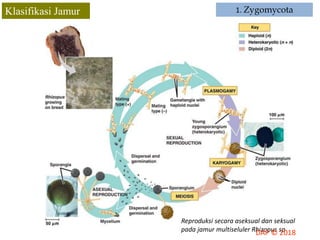 Jamur Multiseluler Kingdom Fungi | PPTX