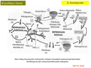 Jamur Multiseluler Kingdom Fungi | PPTX
