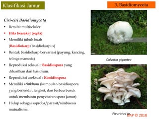 Jamur Multiseluler Kingdom Fungi | PPTX