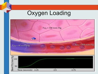 Oxygen Loading
 